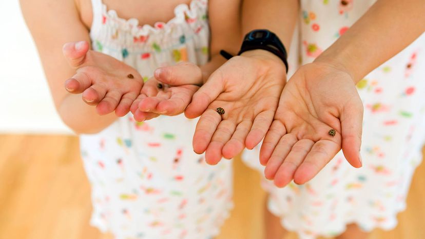 Four open palms holding ladybugs.