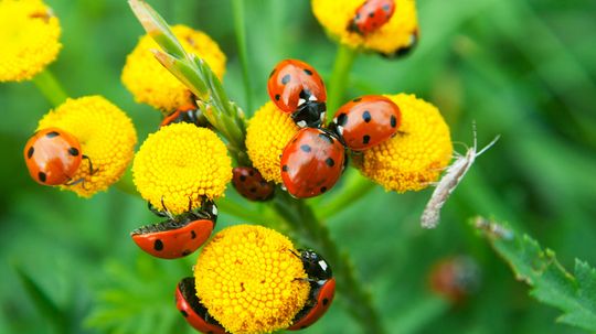 Put Down the Pesticides! Introduce Beneficial Insects Into Your Garden