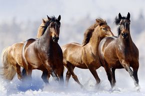 It's cool, although highly morbid, to imagine a herd of horses flash-freezing in a lake. But is that even possible?