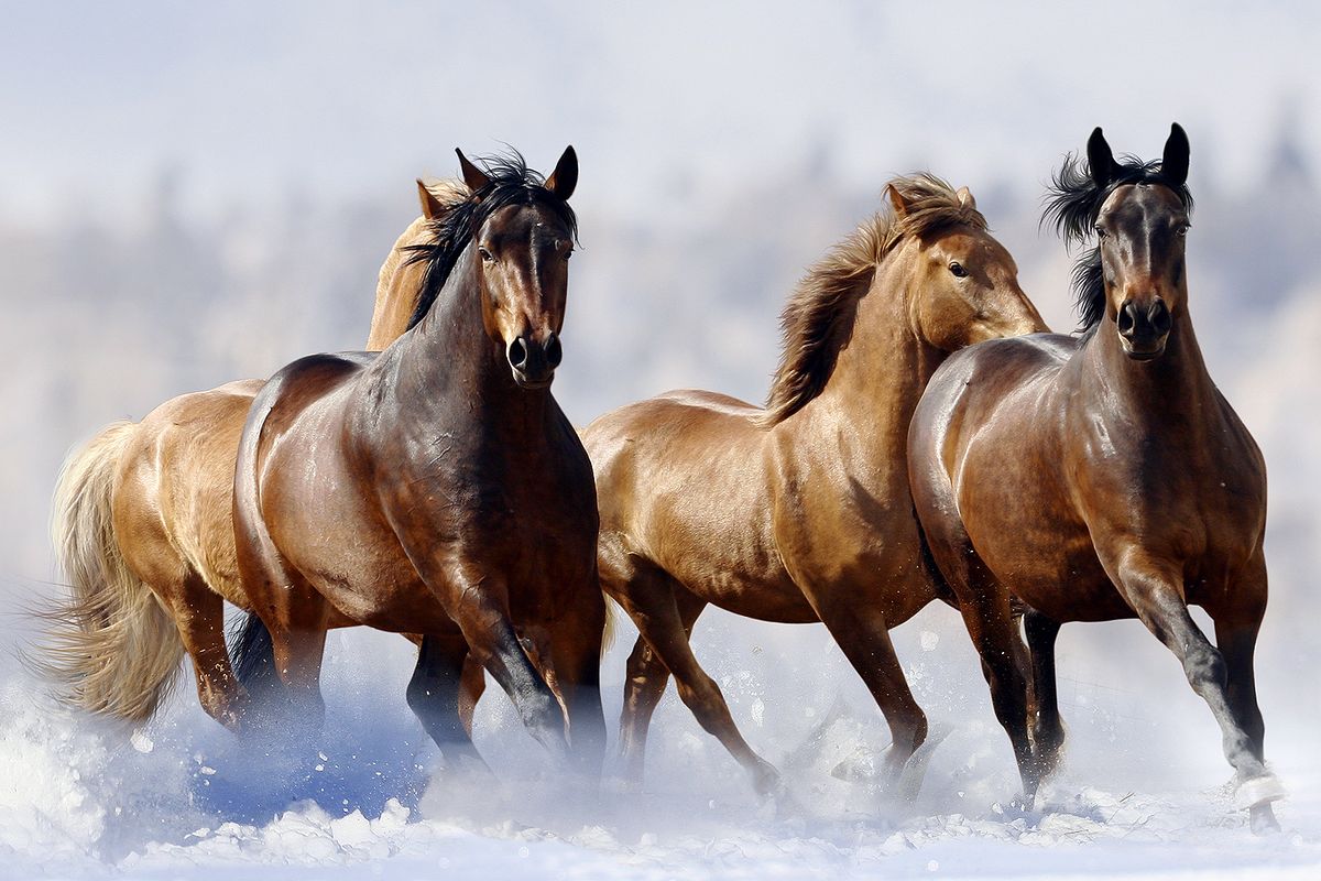 Did A Russian Lake Flash Freeze A Herd Of Horses Howstuffworks