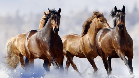 Did a Russian lake flash-freeze a herd of horses?