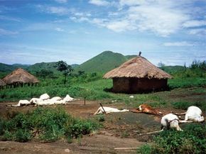Dead cattle surround compounds in Nyos village Sept. 3, 1986, almost two weeks after the lake's explosion. 