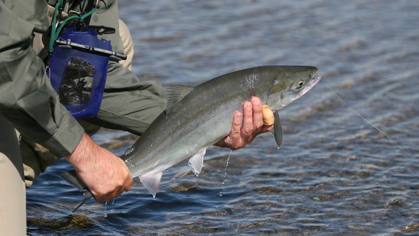 Top 4 Methods for Catching Salmon