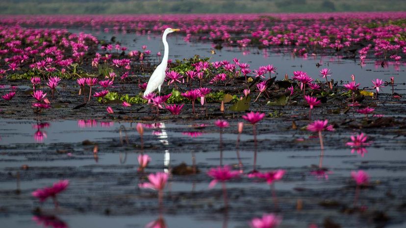 A bird sitting on a lake surrounded by red lotus.