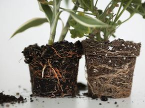 Two plants, exposed roots, different soil types.