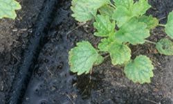 Irrigation through a young garden.