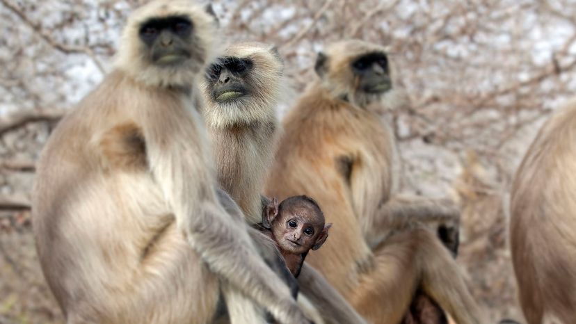 langurs