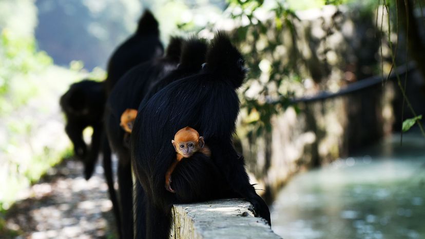 langurs