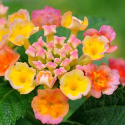 Blooming Lantana