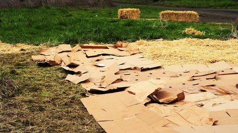 How 'Lasagna Gardening' Helps Create Healthy Soil - Vimarsana News