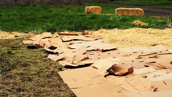 lasagna gardening