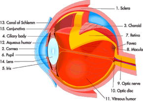 The parts of the eye