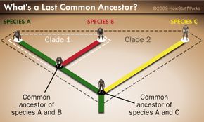 do dogs and cats share a common ancestor