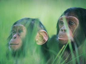 Chimpanzees are our closest living relative, meaning we also share a very important evolutionary ancestor. See more pictures of primates.