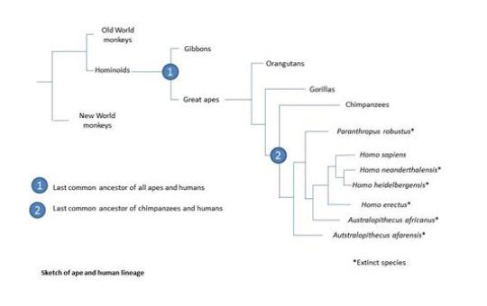 猿和人类进化图＂border=