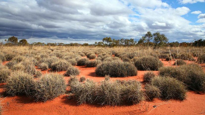 Great Victoria Desert