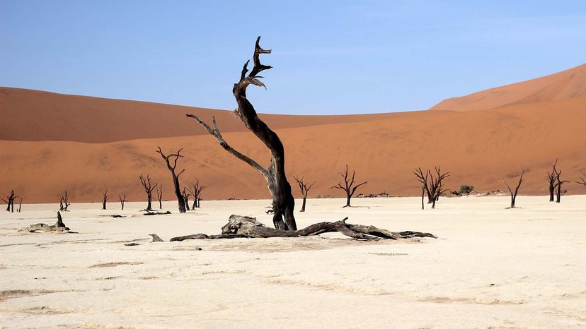 Kalahari Desert