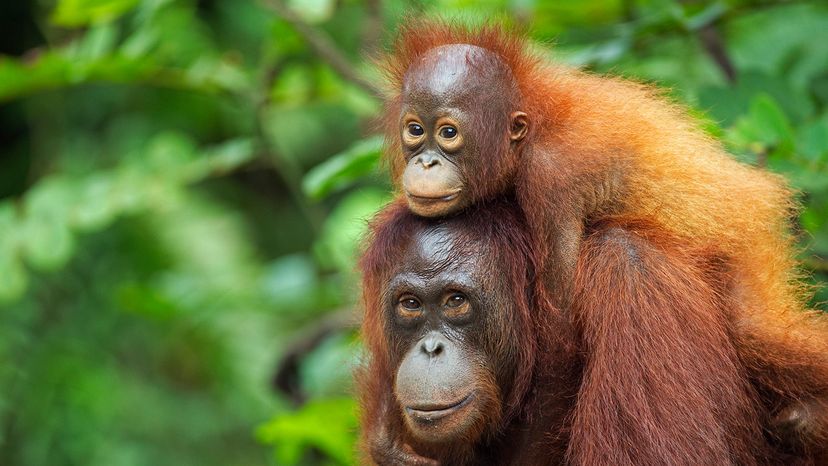 Borneo orangutans