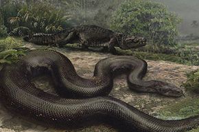 largest snake