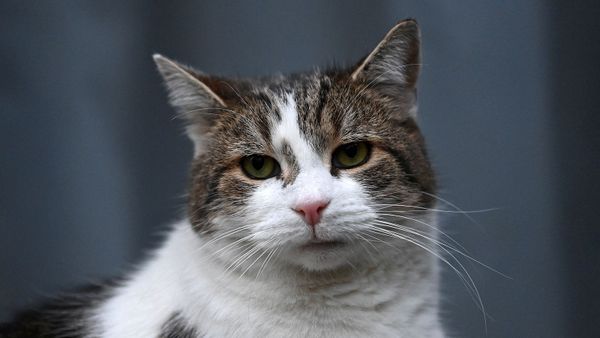 Chief Mouser Larry the Cat Now Serves His Fifth British PM