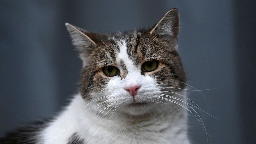 Chief Mouser Larry the Cat Now Serves His Fifth British PM | HowStuffWorks