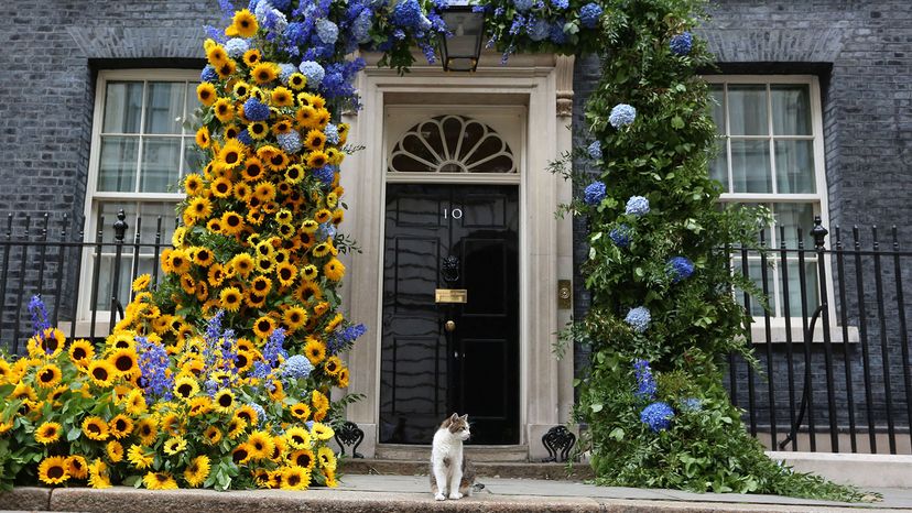 Larry the cat, Ukraine Independence Day