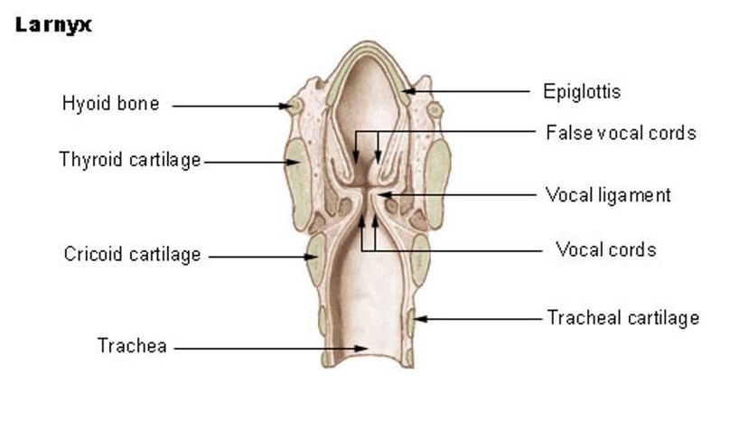 Larynx	