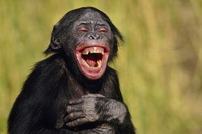 A young bonobo ape appears to be laughing.