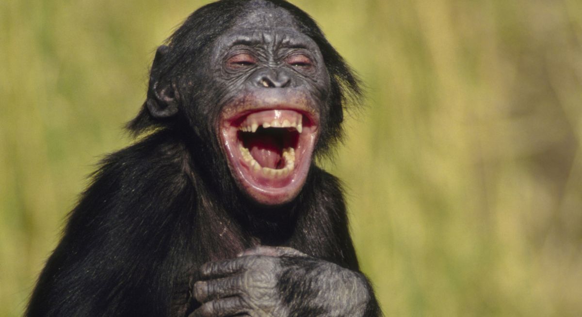 Do animals laugh? | HowStuffWorks