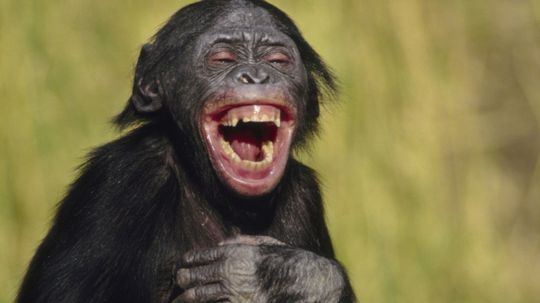 Do animals laugh?