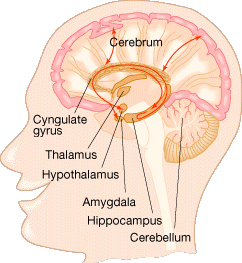 Amygdala: What It Is and What It Controls