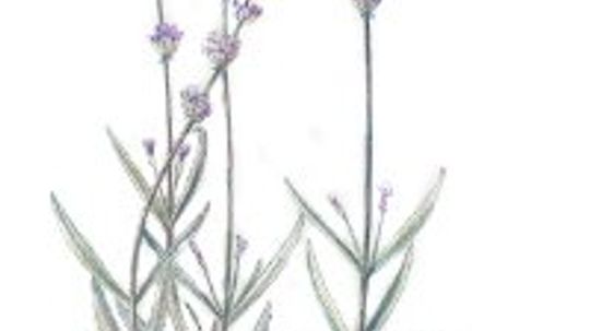 Lavender: Herbal Remedies