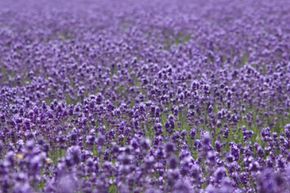Unusual Skin Care Ingredients Image Gallery Lavender is beautiful and has a soothing smell but is it medicinal? See more pictures of unusual skin care ingredients.