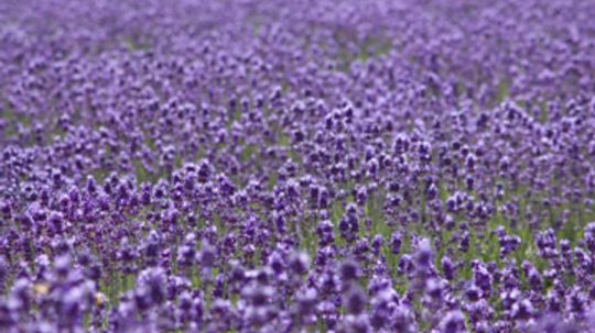 Can lavender treat skin problems?