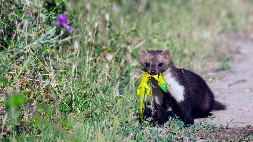 least weasel