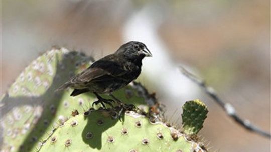 为什么这么困难的物种离开他们的生态位?”width=