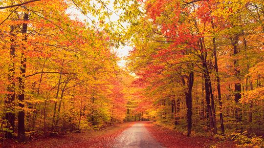 Why Do Leaves Change Color in the Fall?