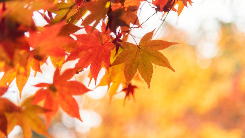 closeup of autumn leaves