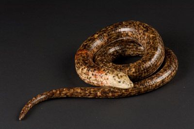 Western Hognose Snake (Heterodon nasicus) playing dead {!--서부