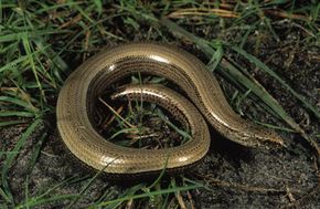 The Anguis fragilis slithers through grass in Europe.