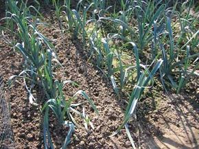 The leaves of leeks are flat and straplike. See more pictures of leeks &amp; leeks recipes.