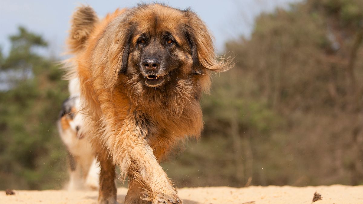 Short store haired leonberger