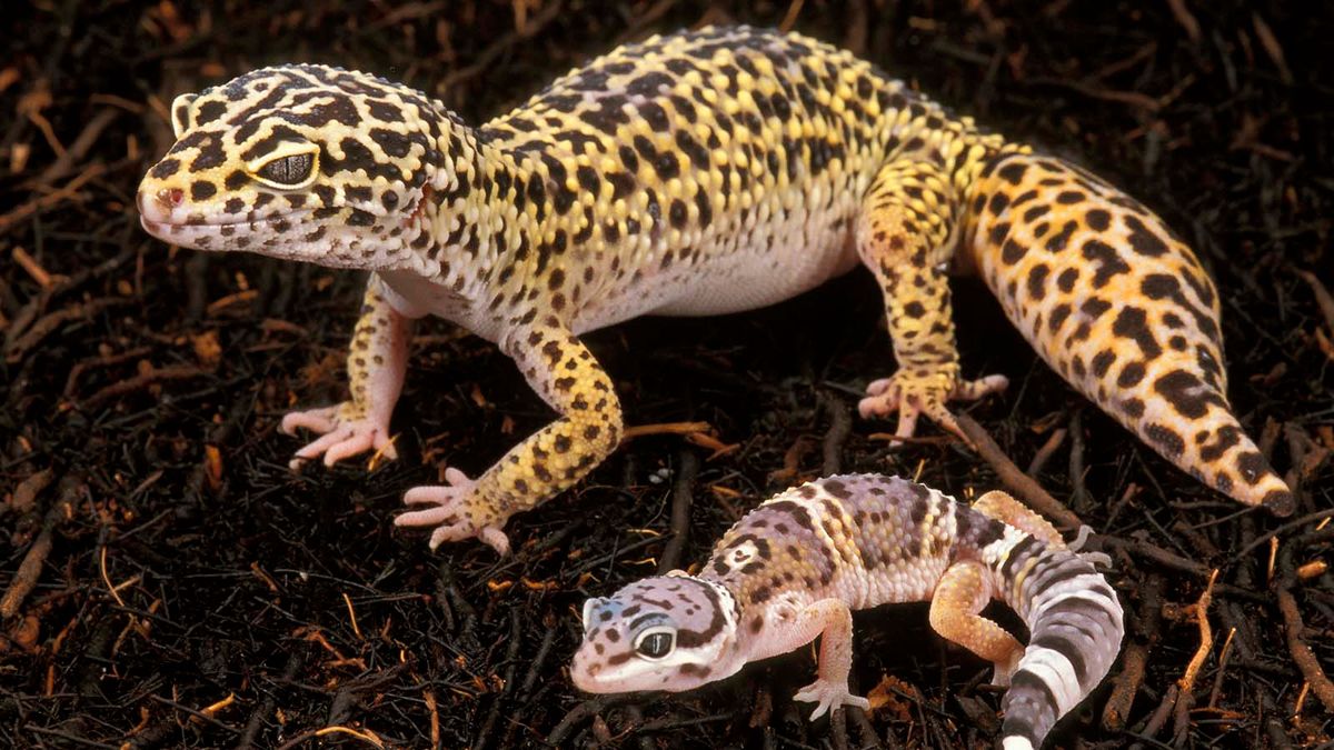Super Cute Leopard Geckos Make Great Pets Howstuffworks [ 675 x 1200 Pixel ]