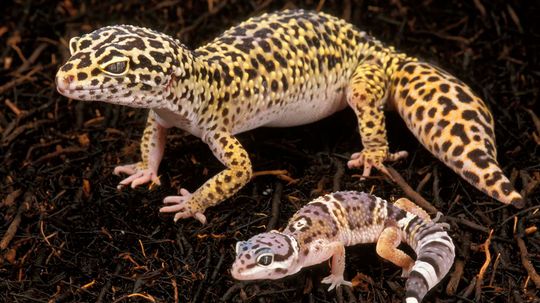 Super Cute Leopard Geckos Make Great Pets