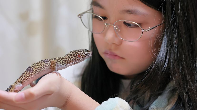 Leopard gecko