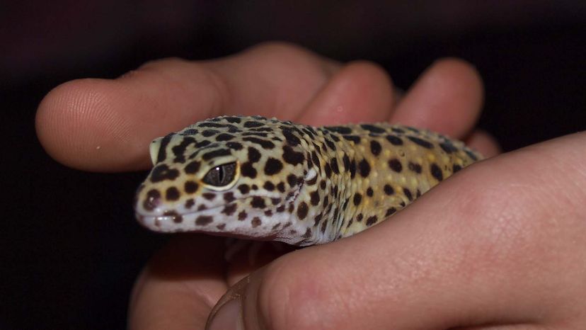 leopard gecko