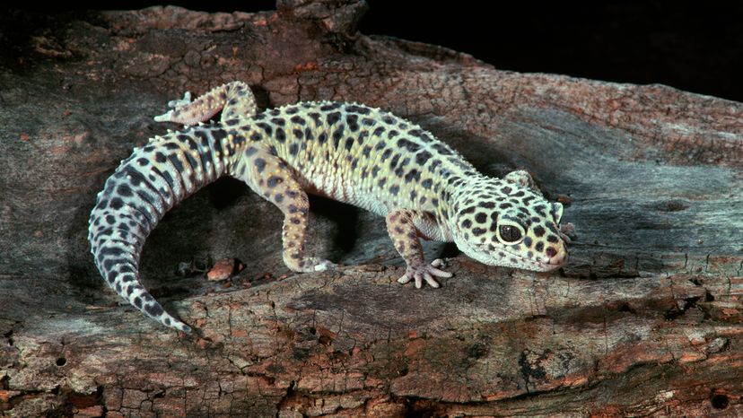 Leopard gecko