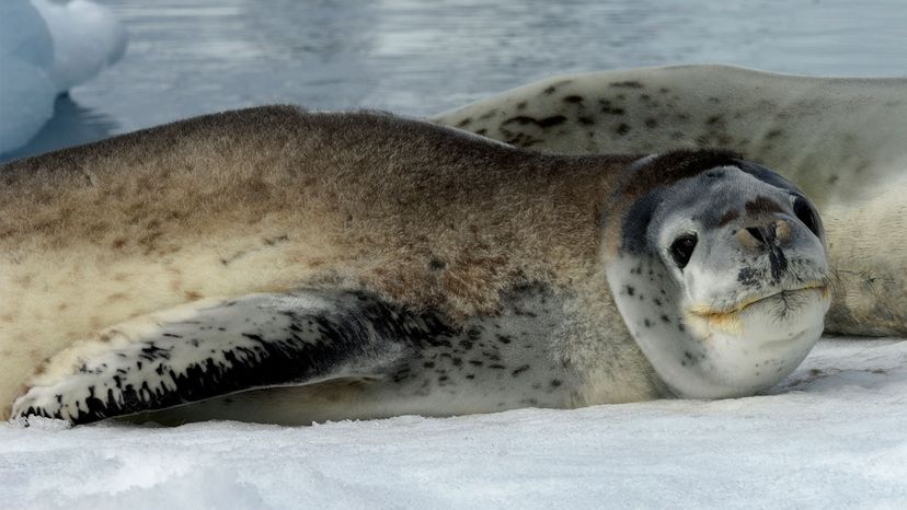A leopard seal lounges on an ice floe