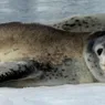 Leopard Seals Are Apex Predators of the Antarctic