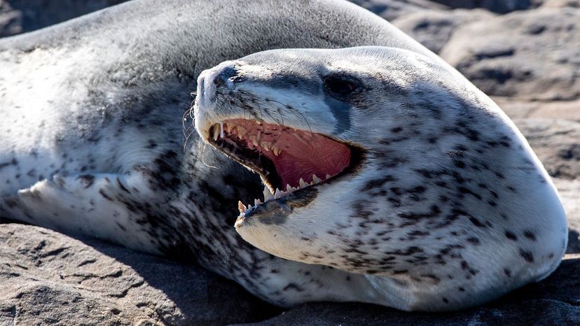 leopard seal